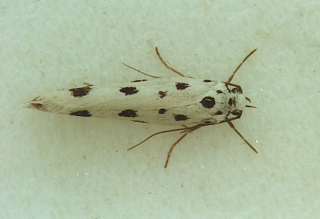 Ethmia dodecea