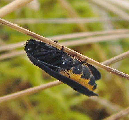 Ethmia pyrausta