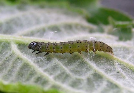 Anacampsis blattariella