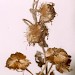 Food plant • seed heads of Pulicaria dysenterica, Dec. 2003, Moreton, Cheshire. • © Ian Smith