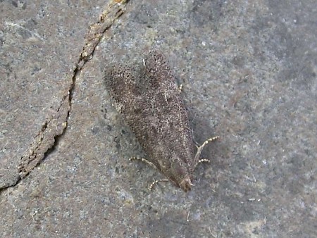 Cotoneaster Webworm Athrips rancidella