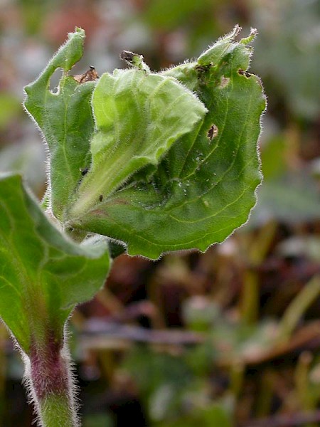 Caryocolum viscariella