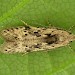 Adult • ex. larva, Lindow Common, Cheshire • © Ben Smart