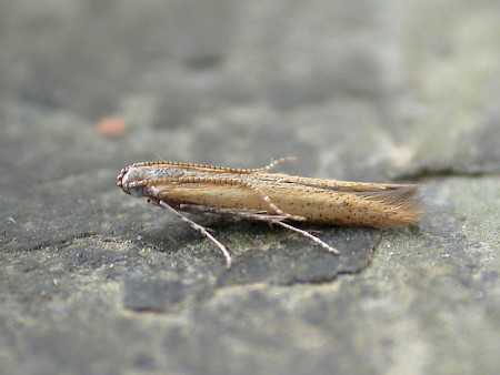 Batrachedra pinicolella