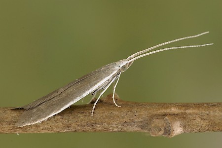 Coleophora albella