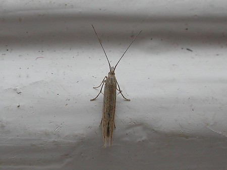 Coleophora sternipennella