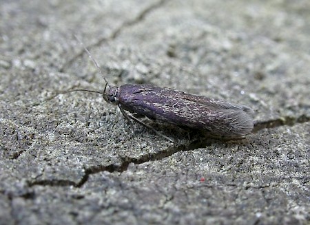 Scythris picaepennis