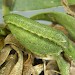 Larva • Cligga Head, Cornwall, on Limonium binervosum. • © Bob Heckford