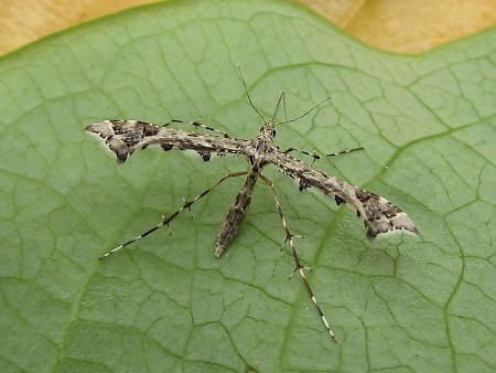 Brindled Plume Amblyptilia punctidactyla