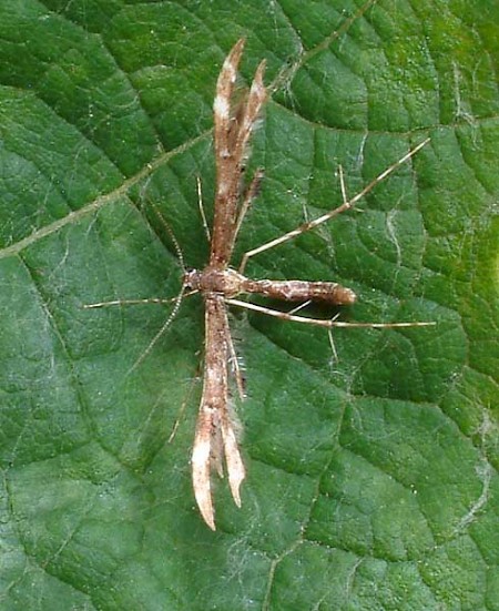 Wood-sage Plume Capperia britanniodactylus