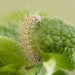 Larva • Shibden Valley, W. Yorkshire • © Ian Kimber