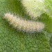 Larva • Shibden Valley, W. Yorkshire • © Ian Kimber