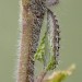 Pupa • Shibden Valley, W. Yorkshire • © Ian Kimber