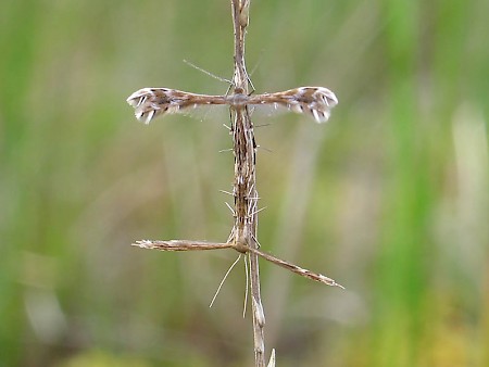 Sundew Plume Buckleria paludum