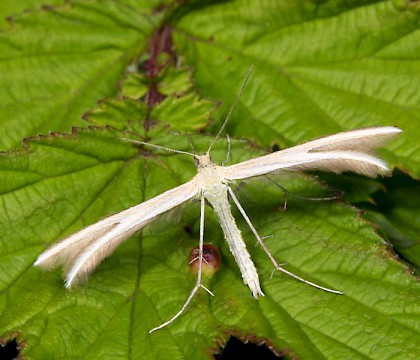 Adult &bull; Burren, Co. Clare, Eire &bull; &copy; Keith Tailby