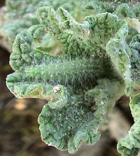 Horehound Plume Wheeleria spilodactylus