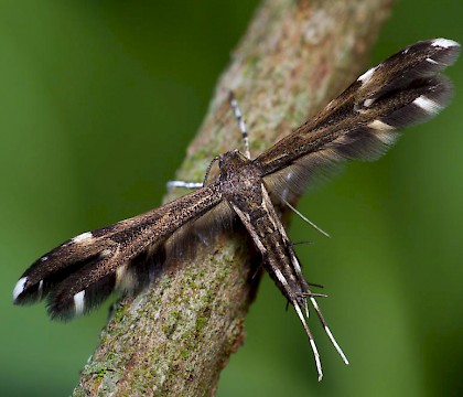 Adult &bull; Cranham, Glos. Ex. Larva on wall lettuce &bull; &copy; Oliver Wadsworth