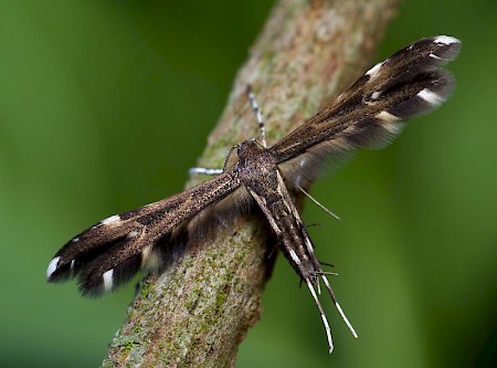 Short-winged Plume Pselnophorus heterodactyla