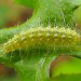 Larva • Slad, Glos. • © Guy Meredith