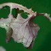 Larval feeding signs • Cranham, Glos. On wall lettuce • © Oliver Wadsworth