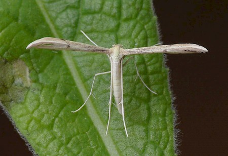 Citron Plume Hellinsia carphodactyla