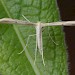 Adult • Edge Common, Gloucestershire • © Oliver Wadsworth