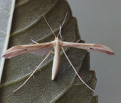 Adult &bull; Gait Barrows NNR, Lancashire &bull; &copy; Ian Kimber