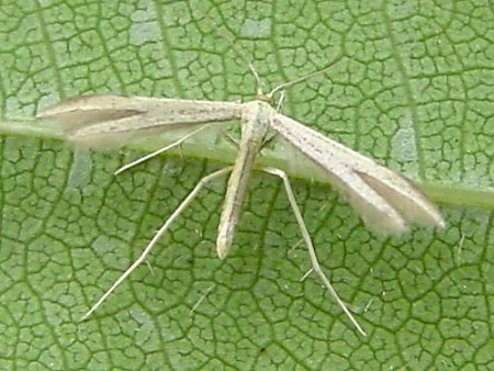 Hemp-agrimony Plume Adaina microdactyla