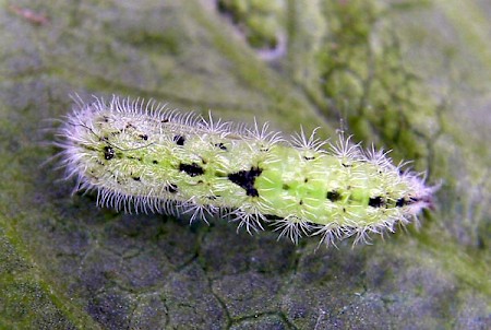 Common Plume Emmelina monodactyla