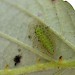 Pupating larva in cocoon • St. Agnes, Isles of Scilly • © Ian Barton