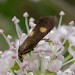 Adult • Beeston Regis Common, Norfolk • © Francis Farrow