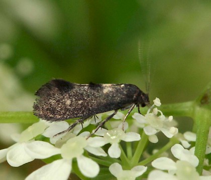 Adult &bull; Lynford, Norfolk &bull; &copy; Ian Barton
