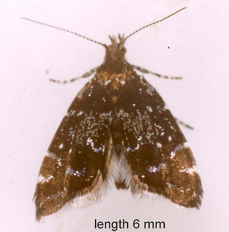 Prochoreutis myllerana