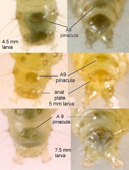 Prochoreutis myllerana