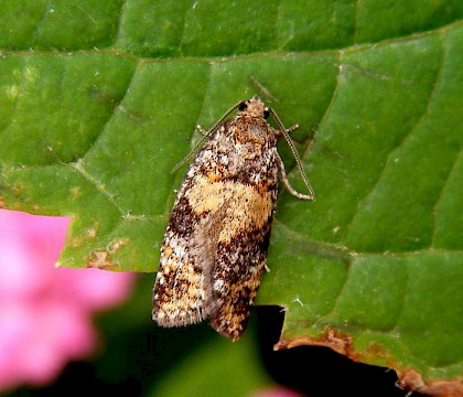 Adult &bull; Sapcote, Leicestershire &bull; &copy; Graham Calow