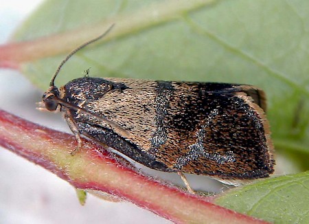 Ptycholoma lecheana