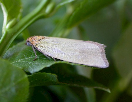 Timothy Tortrix Aphelia paleana