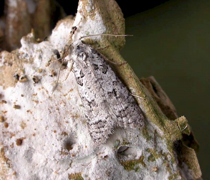 Adult &bull; Lleyn, Caernarvonshire &bull; &copy; Ian Kimber