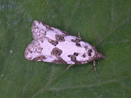 Grey Tortrix Cnephasia stephensiana