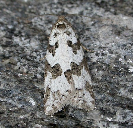 Grey Tortrix Cnephasia stephensiana