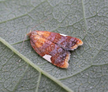 Adult &bull; Denham, Suffolk &bull; &copy; Nigel Whinney