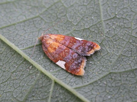 Acleris holmiana