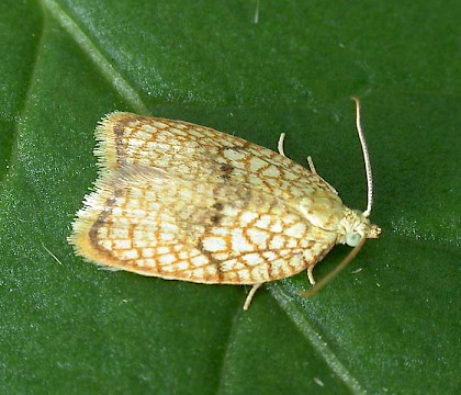 Adult &bull; Littleborough, Lancs &bull; &copy; Ian Kimber