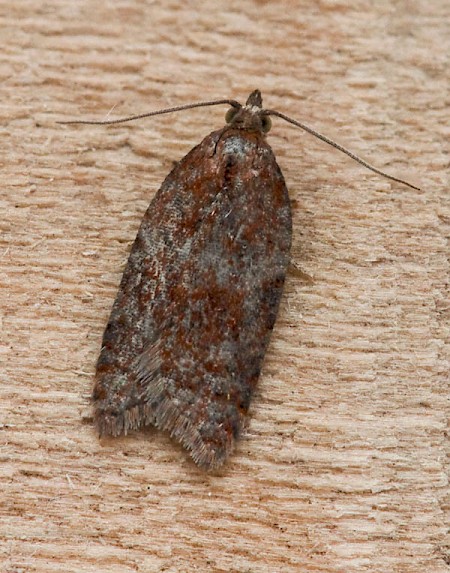 Acleris caledoniana