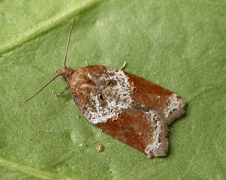 Acleris laterana