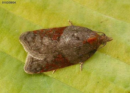 Acleris laterana