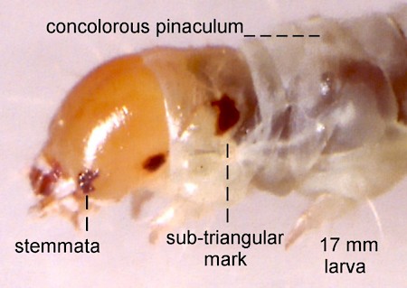 Acleris laterana