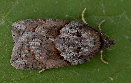 Acleris maccana