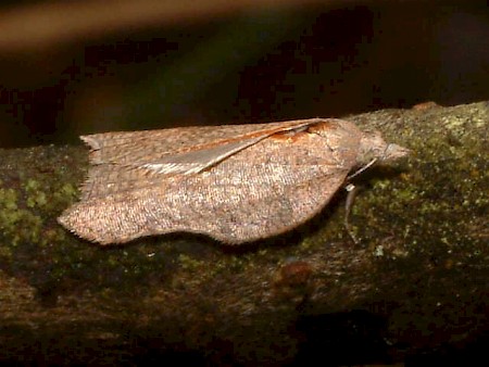 Acleris emargana