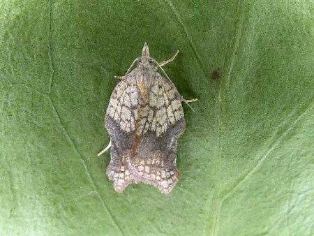 Acleris emargana